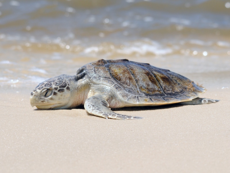 Een emotioneel afscheid in Wales: zeldzame zeeschildpad Rhossi begint aan reis van 8.000 kilometer naar huis