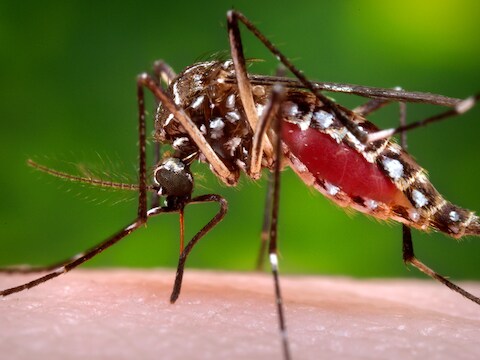 Een Aedes aegypti of Denguemug die bloed zuigt.