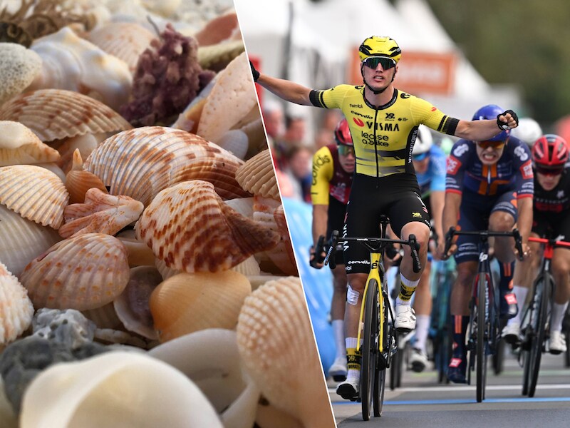 5 tips aan de kust deze donderdag: van knutselen met schelpen tot de Renewi Tour