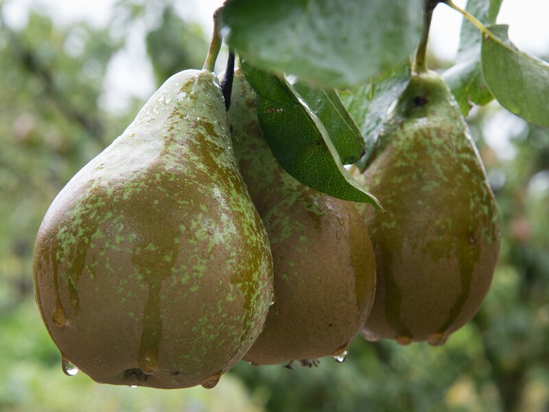 Limburgse peren worden mogelijks niet geplukt.