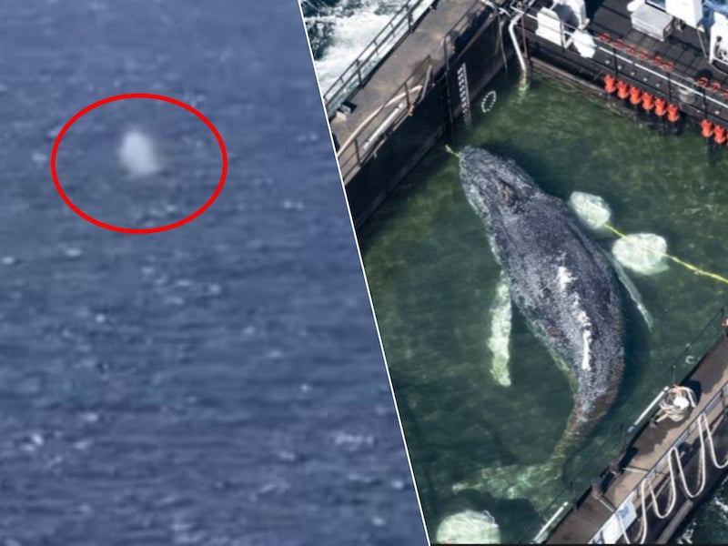 Op dronebeelden is walvis Timmy te zien na zijn vrijlating. Hij zwemt aan de oppervlakte en stoot een waterfontein uit.