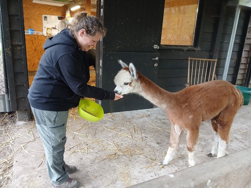 Gaston, de nieuwe alpaca van Monnikenheide 