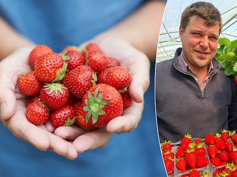 Aardbeiteler Jelle Heyse vertelt onder meer hoe je aardbeien het langst vers houdt.