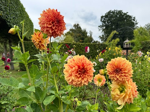 Dahlia's in Park Vordenstein 