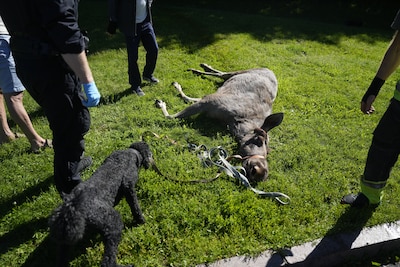 Verdwaalde eland doodgeschoten in centrum van Oslo nadat die