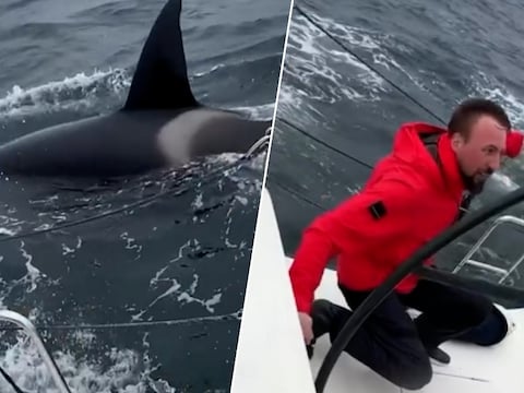 KIJK. “Oh mijn God!”: zeilers beleven angstige momenten tijdens aanval van orka’s voor Spaanse kust
