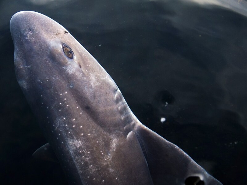 De gevlekte toonhaai in het Dolfinarium Harderwijk.