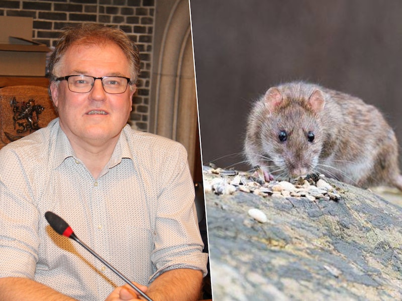 Burgemeester Kris Vandecasteele (CD&V) geeft meer uitleg over de vacature van stad Nieuwpoort voor een medewerker ‘plaagdier- en exotenbeheer’. Rechts: Illustratiebeeld rat.