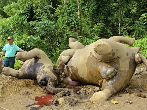 De laatste weken zijn op het Maleisische deel van het eiland Borneo al tientallen olifanten dood teruggevonden. (Archieffoto)