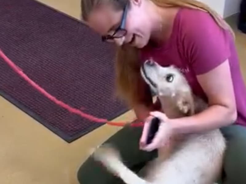 KIJK. Vermiste hond Chong na vijf jaar herenigd met baasje, zo’n 1.000 kilometer verderop
