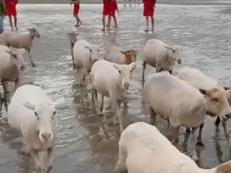 KIJK. Schaapjes weer op het droge na strandwandeling in De Panne