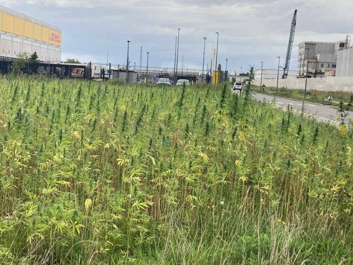 Hoeveelheid PFAS in bodem van Ranst met 67 procent gedaald door