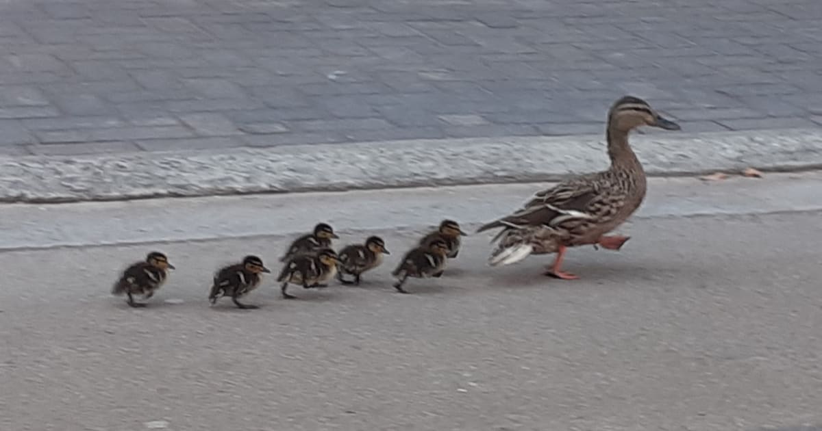 Politie vangt eend met acht kuikentjes op Grote Baan: dieren overgebracht naar stadspark