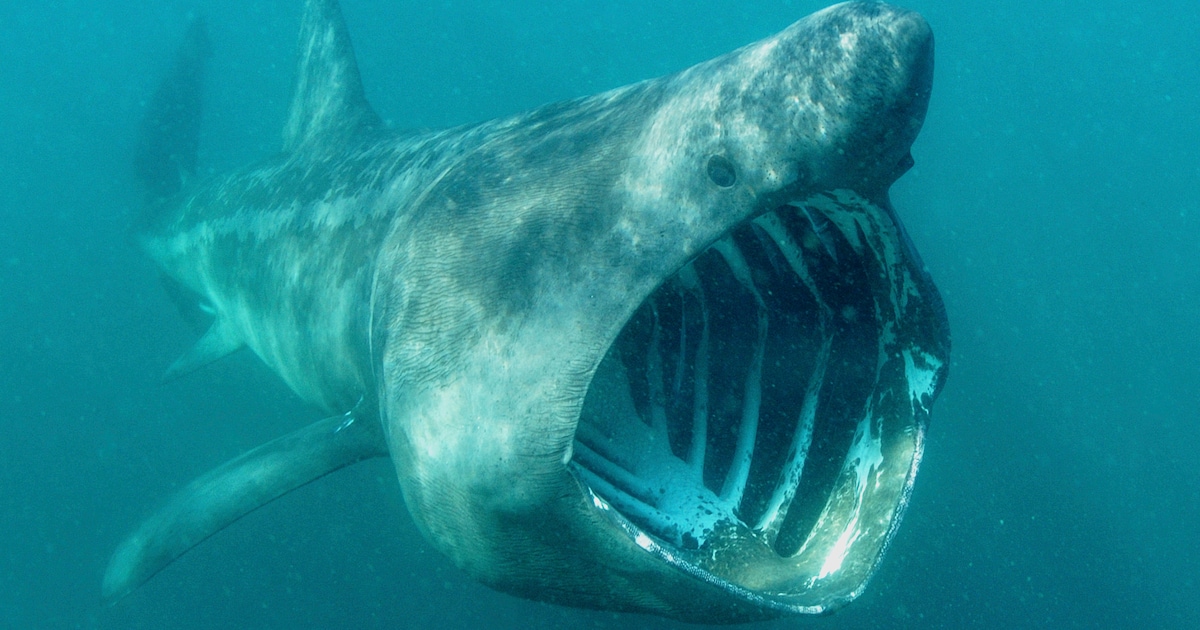 KIJK. Reuzenhaai gespot in Middellandse Zee: dier kan meer dan 10 meter lang worden
