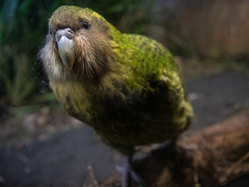 Kakapo, ’s werelds zwaarste papegaai, was bijna uitgestorven, maar telt nu opnieuw 325 exemplaren