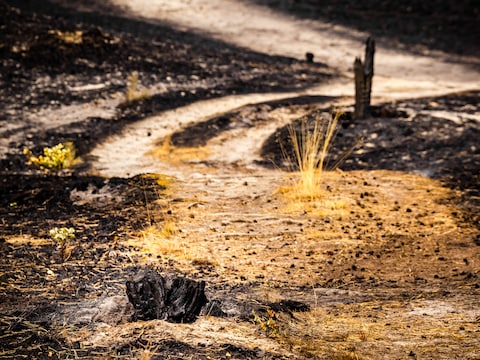 Verschroeide bomen en planten in natuurgebied na een bosbrand