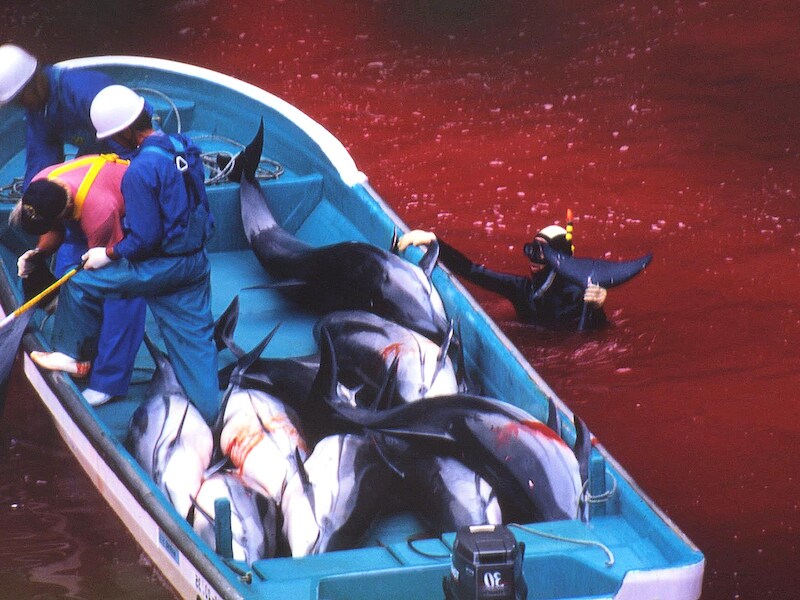 De baai van Taiji waar jaarlijks dolfijnen worden afgeslacht.