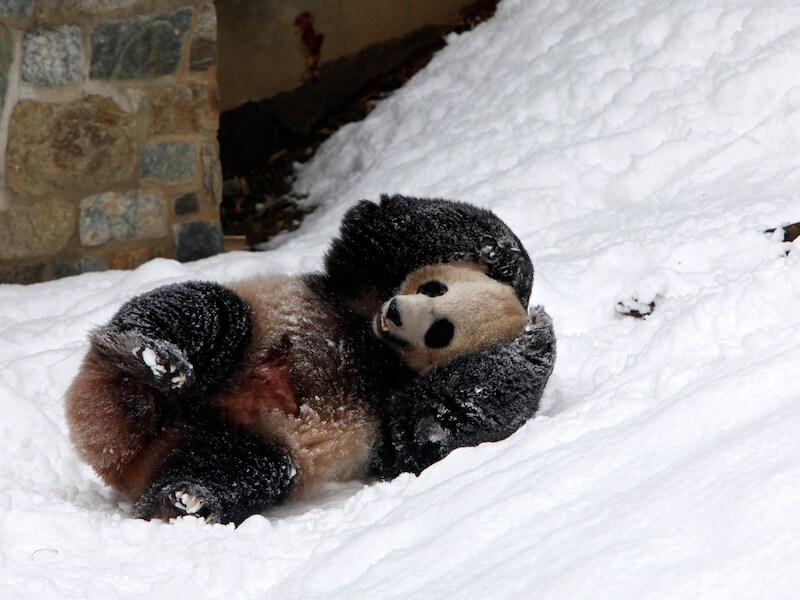 Mei Xiang.