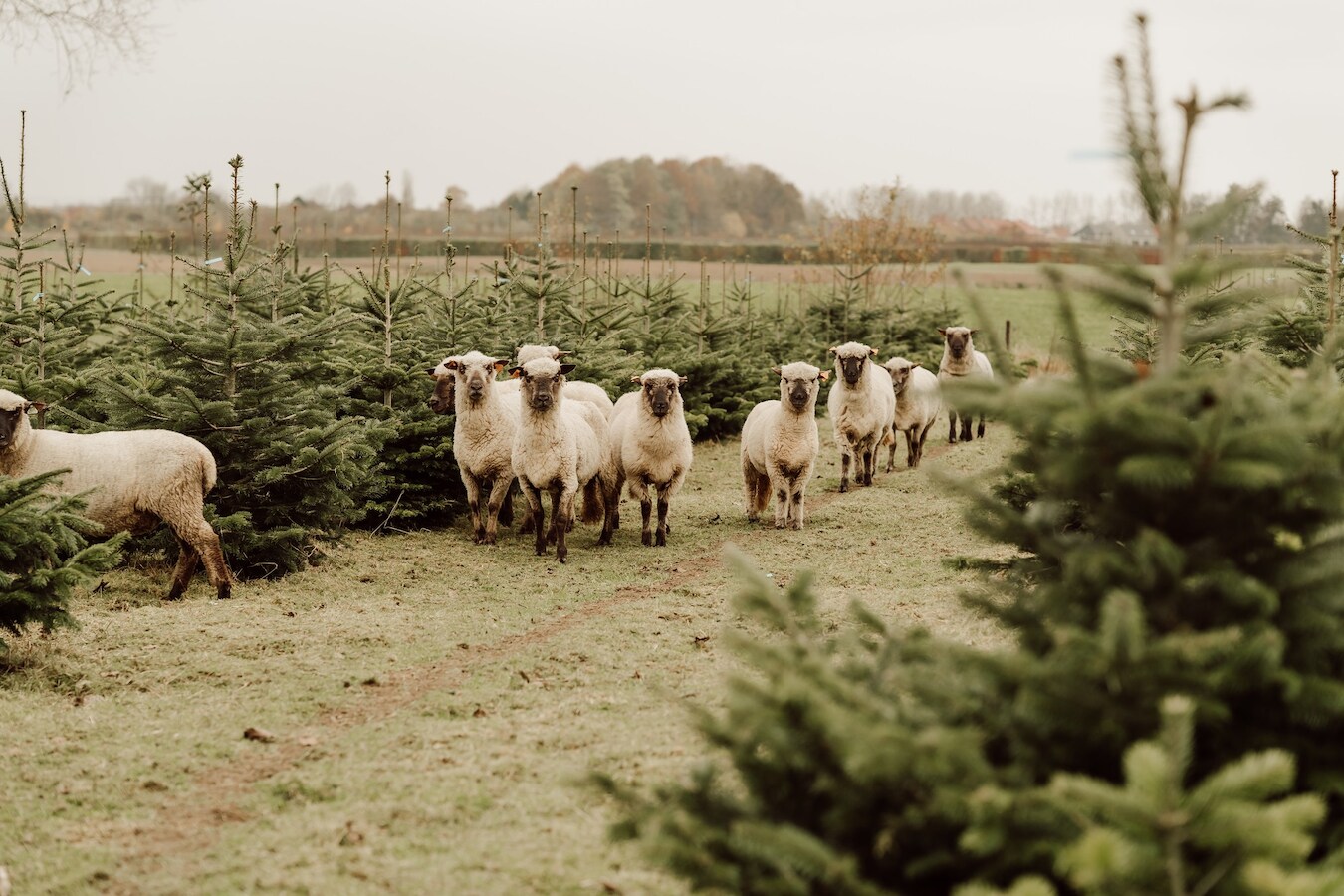 De Ben-Dhollander kerstbomen.