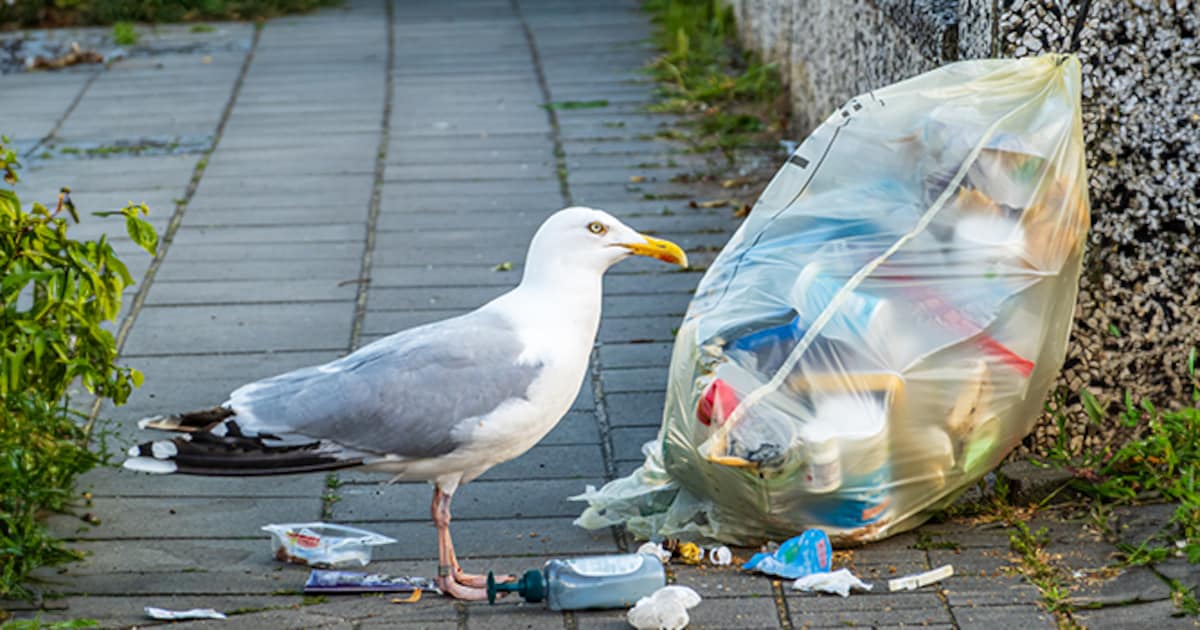 Knokke-Heist werkt aan nieuw afvalplan zonder restafvalzak: “Pakken zo ook zwerfvuil en meeuwenoverl