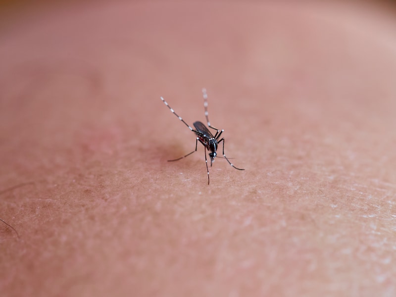 De Aziatische tijgermug zet haar opmars in Vlaanderen voort en werd ook in Boom aangetroffen. 