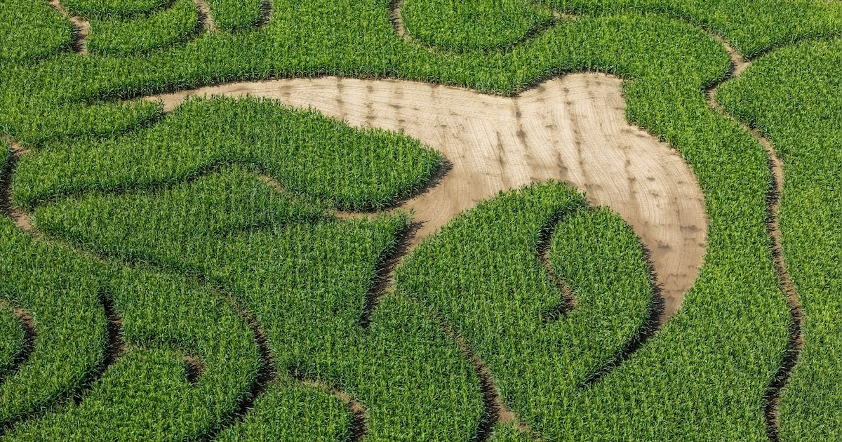 Wintertuin als inspiratiebron voor maïsdoolhof in Beerzel | Regio | HLN.be