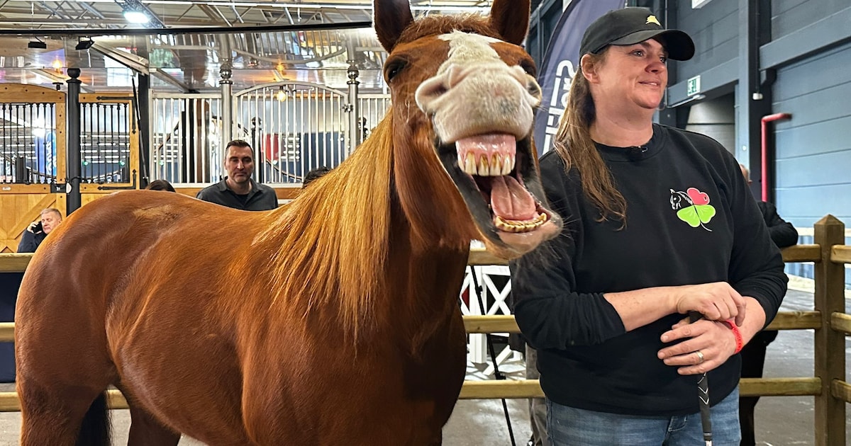 Mieke leert haar paard Happy gebarentaal begrijpen: “Dieren worden al vaak ingezet voor therapie”