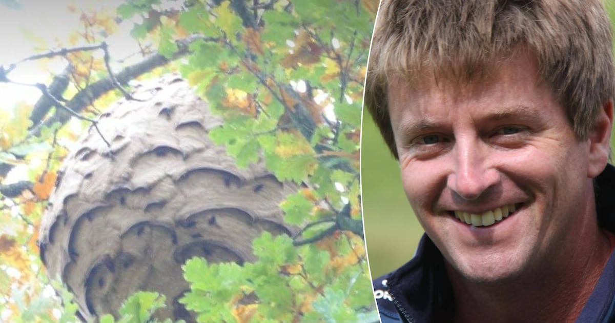 Expert over enorm hoornaarsnest in Zoersel: “Dit brengt wel 500 ...