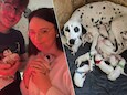 Wereldrecord in Bergen: Dalmatiër Perdita bevalt van... 19 pups!