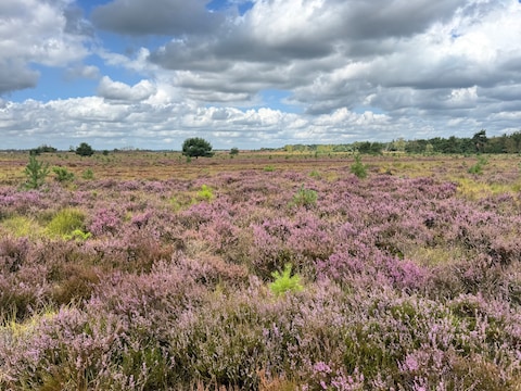 De Kalmthoutse Heide staat in bloei 