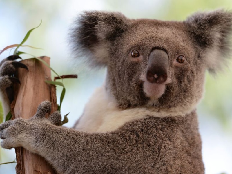 Een koala in de dierentuin van Sydney.