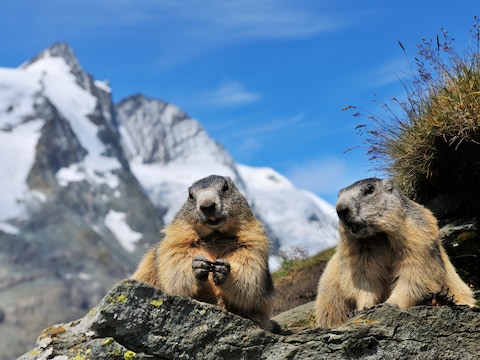Illustratiebeeld van marmotten.