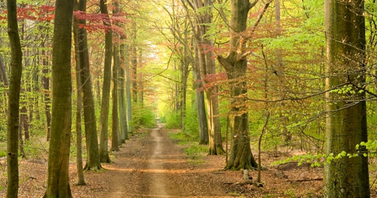 Gemeente organiseert reflectortocht in het Provinciaal Groendomein ...