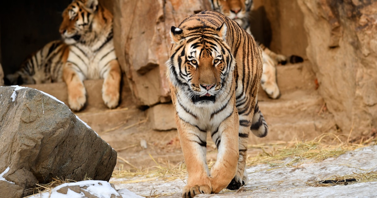 Dierenverzorger in Roemeense zoo gedood door tijger | Buitenland | hln.be