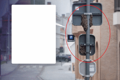 KIJK. Bijzonder tafereel in Budastraat in Kortrijk: zwerm bi
