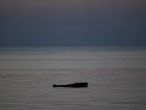 Een gezonken migrantenboot voor het Griekse eiland Lesbos. (Illustratiefoto)