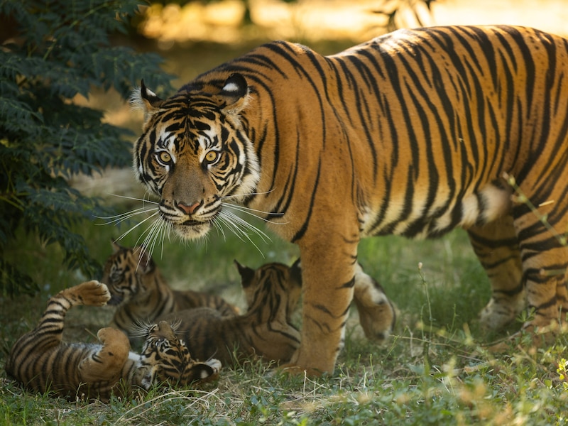Een Sumatraanse tijger en haar jongen in een dierentuin nabij de Griekse hoofdstad Athene. Deze tijgersoort is ernstig bedreigd en de dierentuin maakt deel uit van een initiatief om een ‘reservepopulatie’ van de dieren op te bouwen.