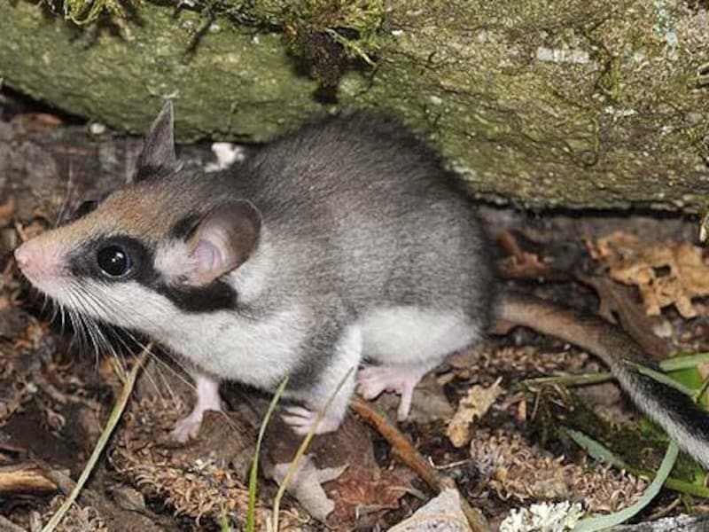Natuurpunt zoekt eikelmuizen in acht gemeenten: “We weten niet waar ze nog zitten”