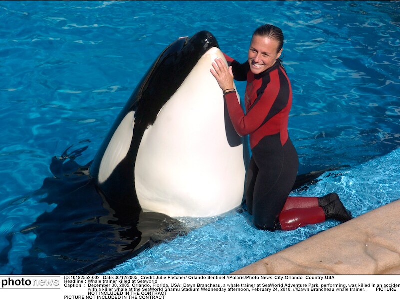 Dawn Brancheau stierf in 2010 in SeaWorld, Florida.