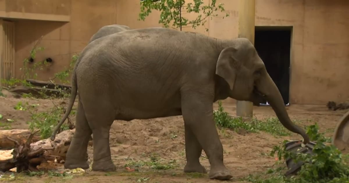 KIJK. ZOO Planckendael viert 15de verjaardag van olifant Kai-Mook ...