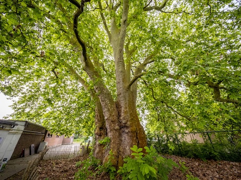 Grote bomen zijn van groot belang om de stad koeler te houden tijdens hittegolven.
