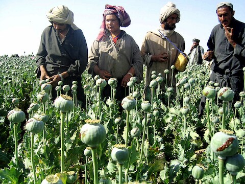 Afghaanse boeren aan het werk op een papaverveld. Papaver wordt gebruikt voor de productie van heroïne.