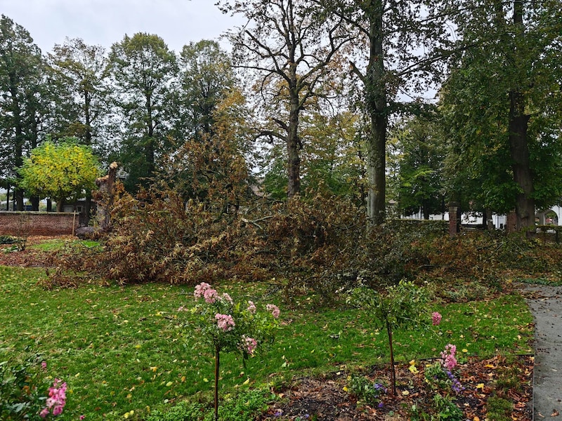 Storm Austen veroorzaakte ook in Kessel-Lo schade aan bomen.