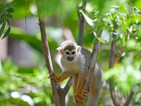 Een doodshoofdaapje in Costa Rica.