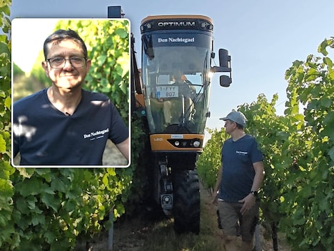 De eerste druiven worden geplukt op het wijndomein Den Nachtegael van wijnboer Dirk Six (inzet) in Zonnebeke.