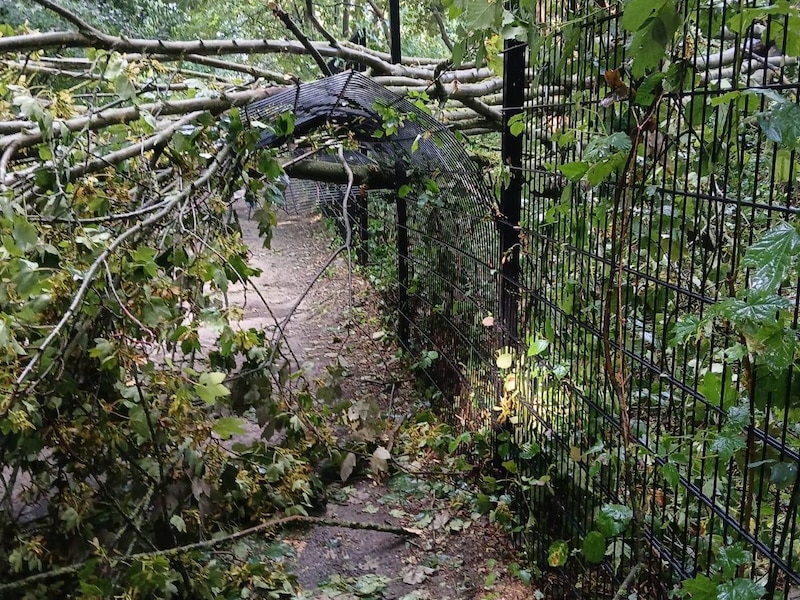 Omgewaaide bomen in het domein Sport Vlaanderen in Hofstade na een vorige storm
