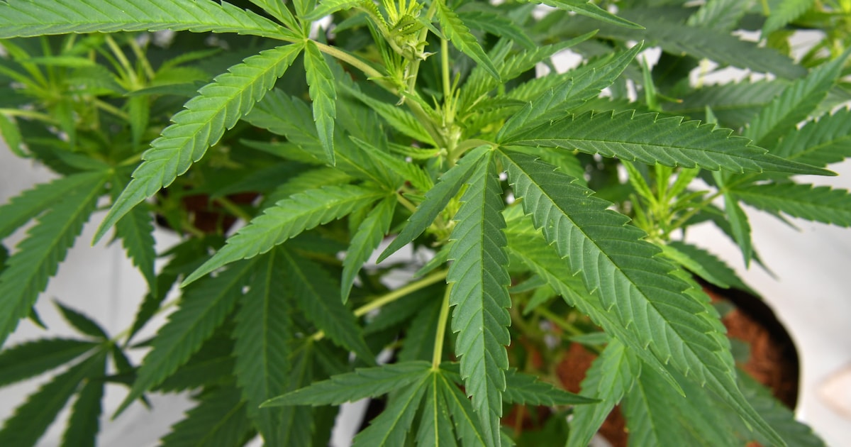 Politie rolt cannabisplantage met meer dan 1.200 plantjes op in woning in Herk-de-Stad