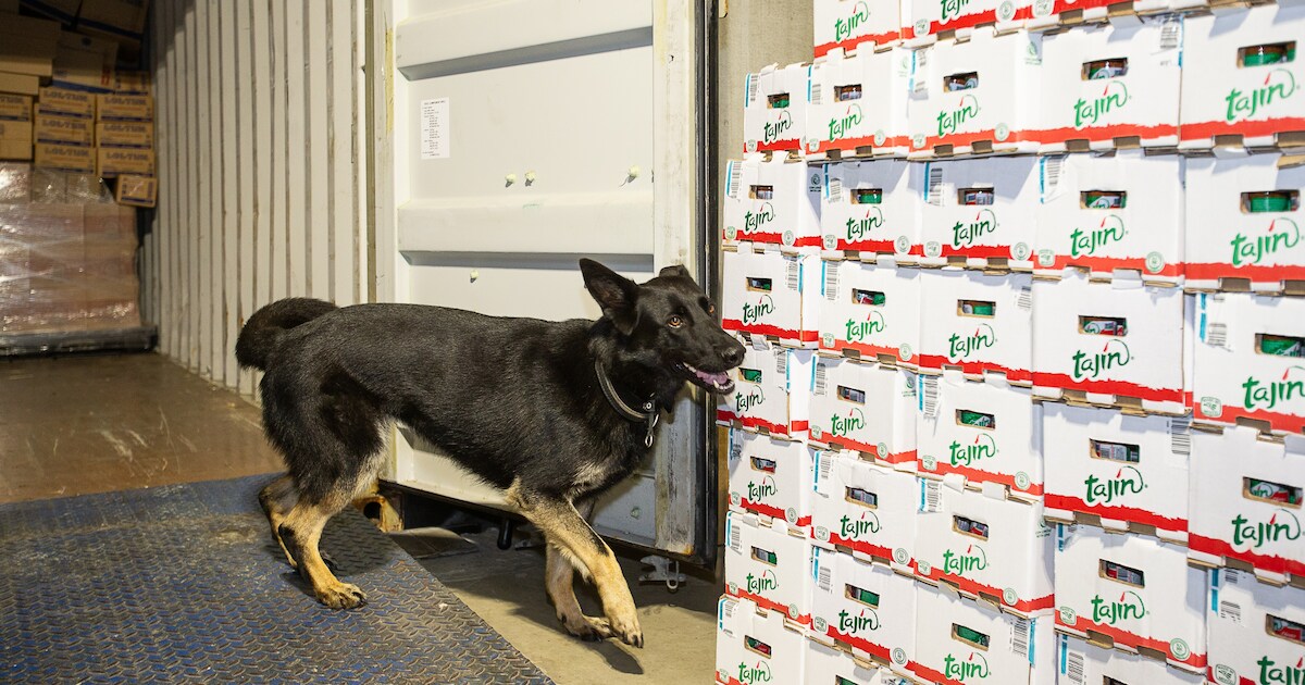 Groeiende trend zet zich door: ruim 35 ton cocaïne onderschept in ...