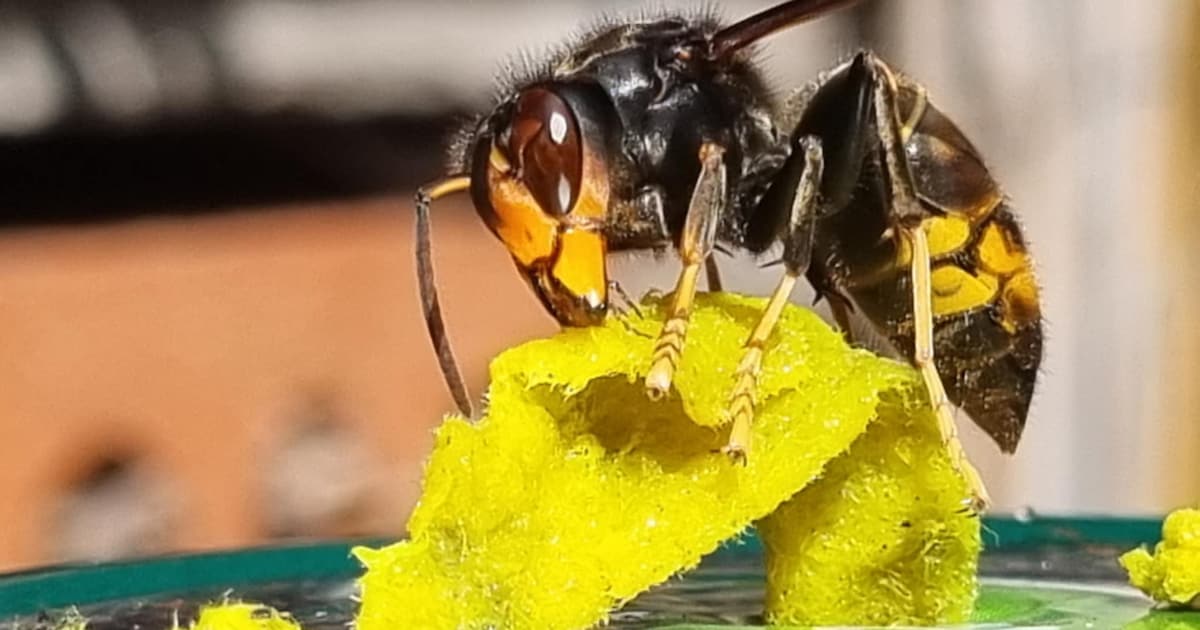 Dilbeek zoekt opnieuw 100 gezinnen om Aziatische hoornaar te bestrijden