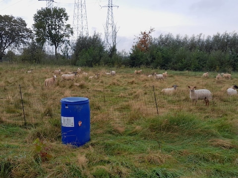De schaapjes van bioboerderij Forestree.